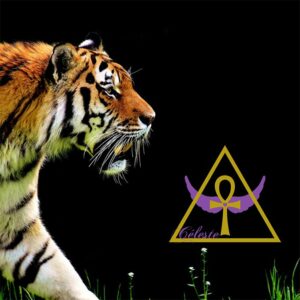 1 - La force du tigre (durée 19min19s)